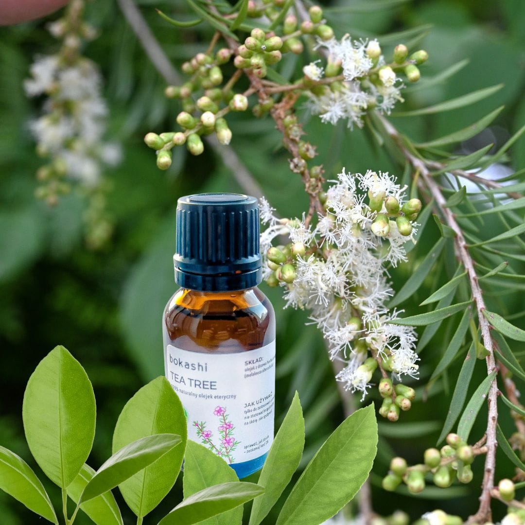 tea tree oil Olejek z drzewa herbacianego, 100% naturalny olejek eteryczny - obrazek 1